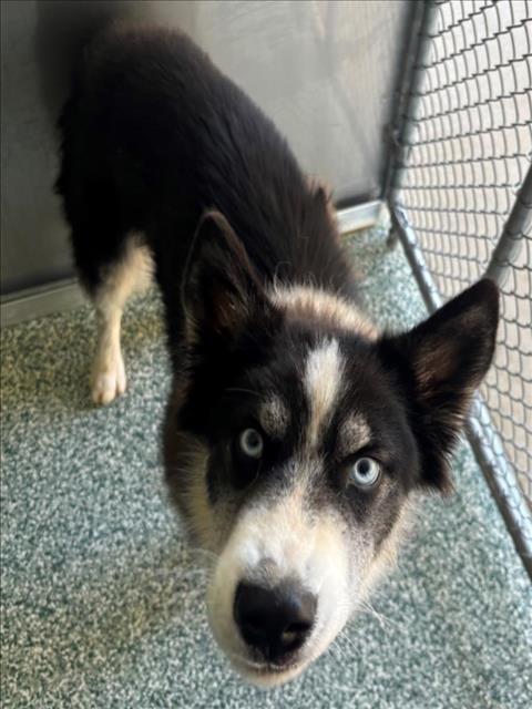 Enlarge TYSON, a Adoptable Husky in Salisbury, NC image 1/1