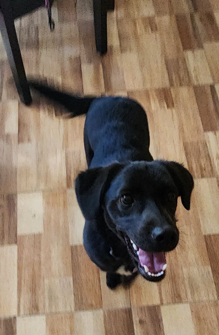Marigold , Adopted, Puppy Female Black Labrador Retriever.