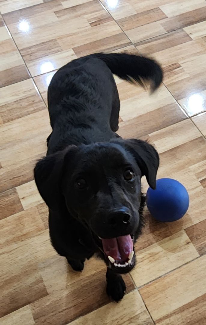 Enlarge Marigold , a Adopted mixed breed in Joshua Tree , CA image 3/6