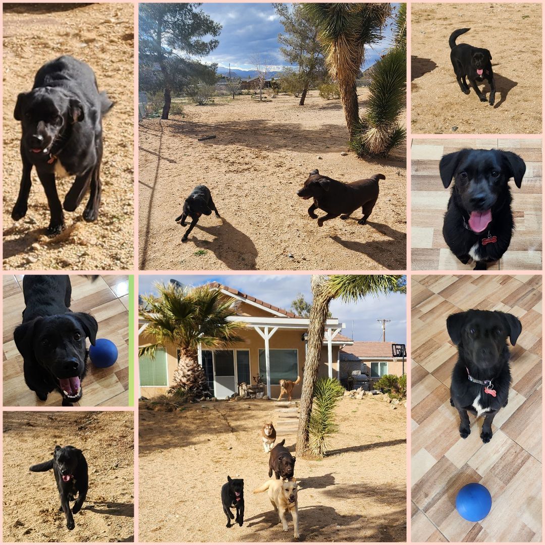Enlarge Marigold , a Adopted mixed breed in Joshua Tree , CA image 4/6