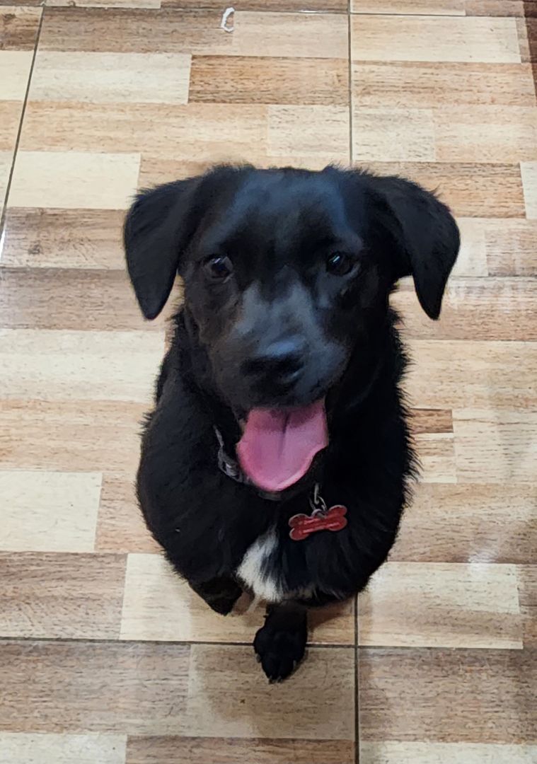 Enlarge Marigold , a Adopted mixed breed in Joshua Tree , CA image 6/6