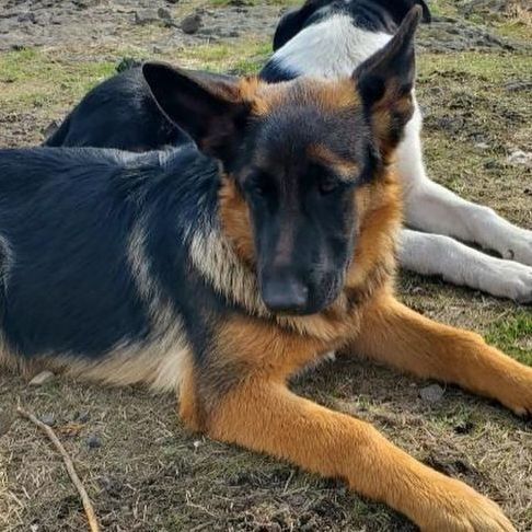 Wren *READ ENTIRE DESCRIPTION*, a Adoptable German Shepherd Dog in Spokane, WA image 3/5