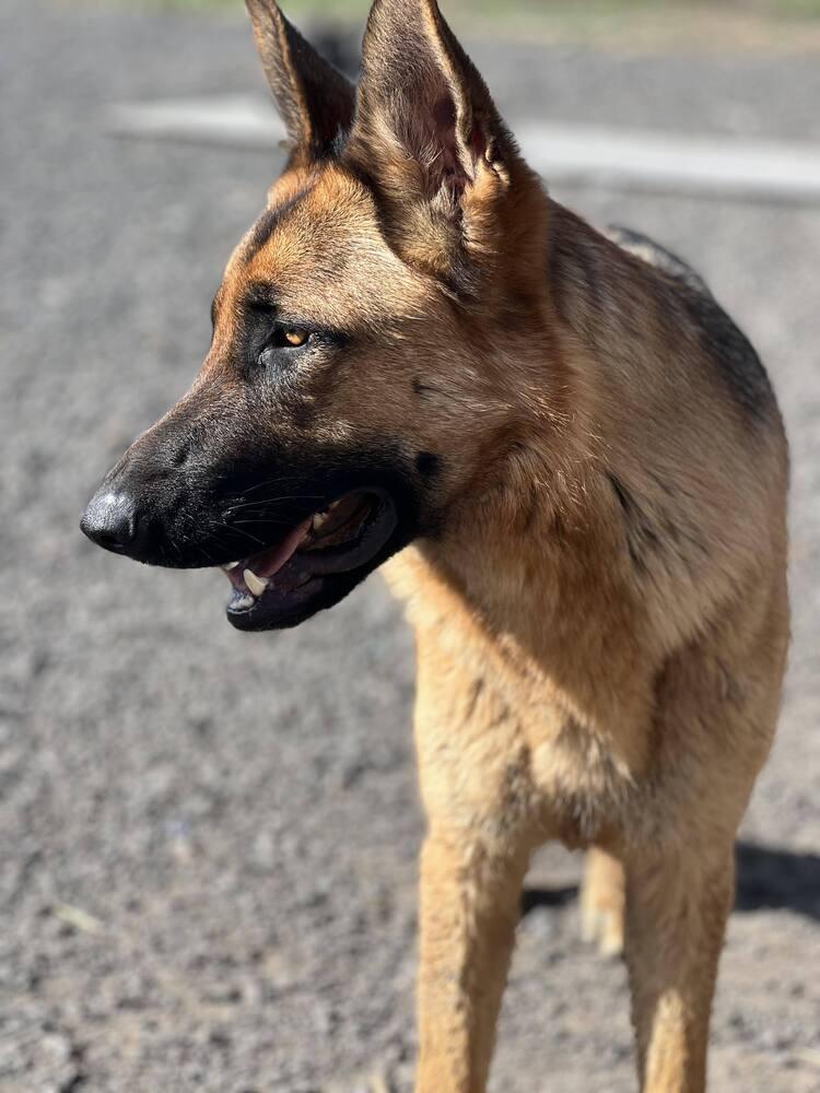 Wren *READ ENTIRE DESCRIPTION*, Adoptable, Adult Female German Shepherd Dog.