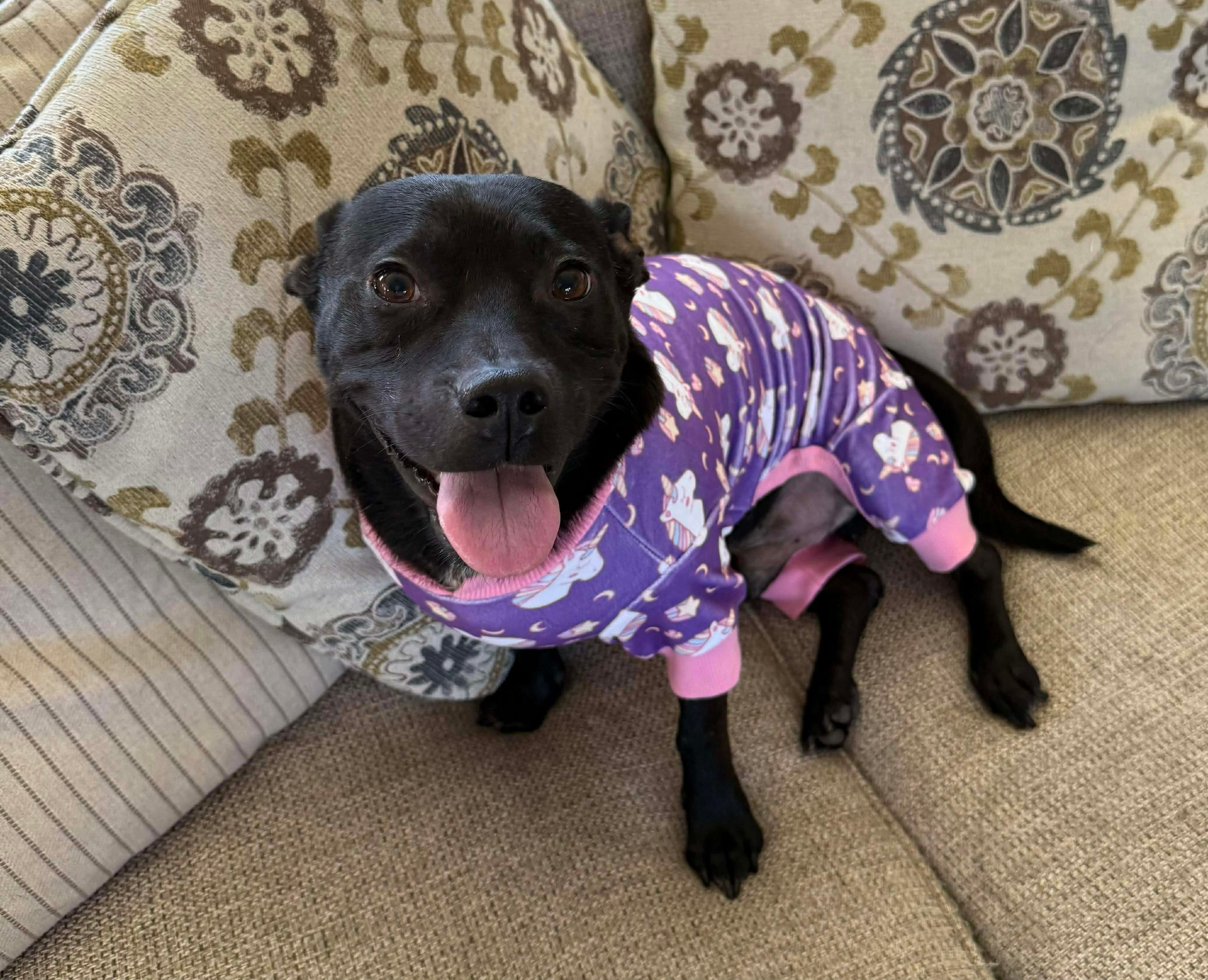 Bash, adopted, Adult Male Pit Bull Terrier & Chihuahua.