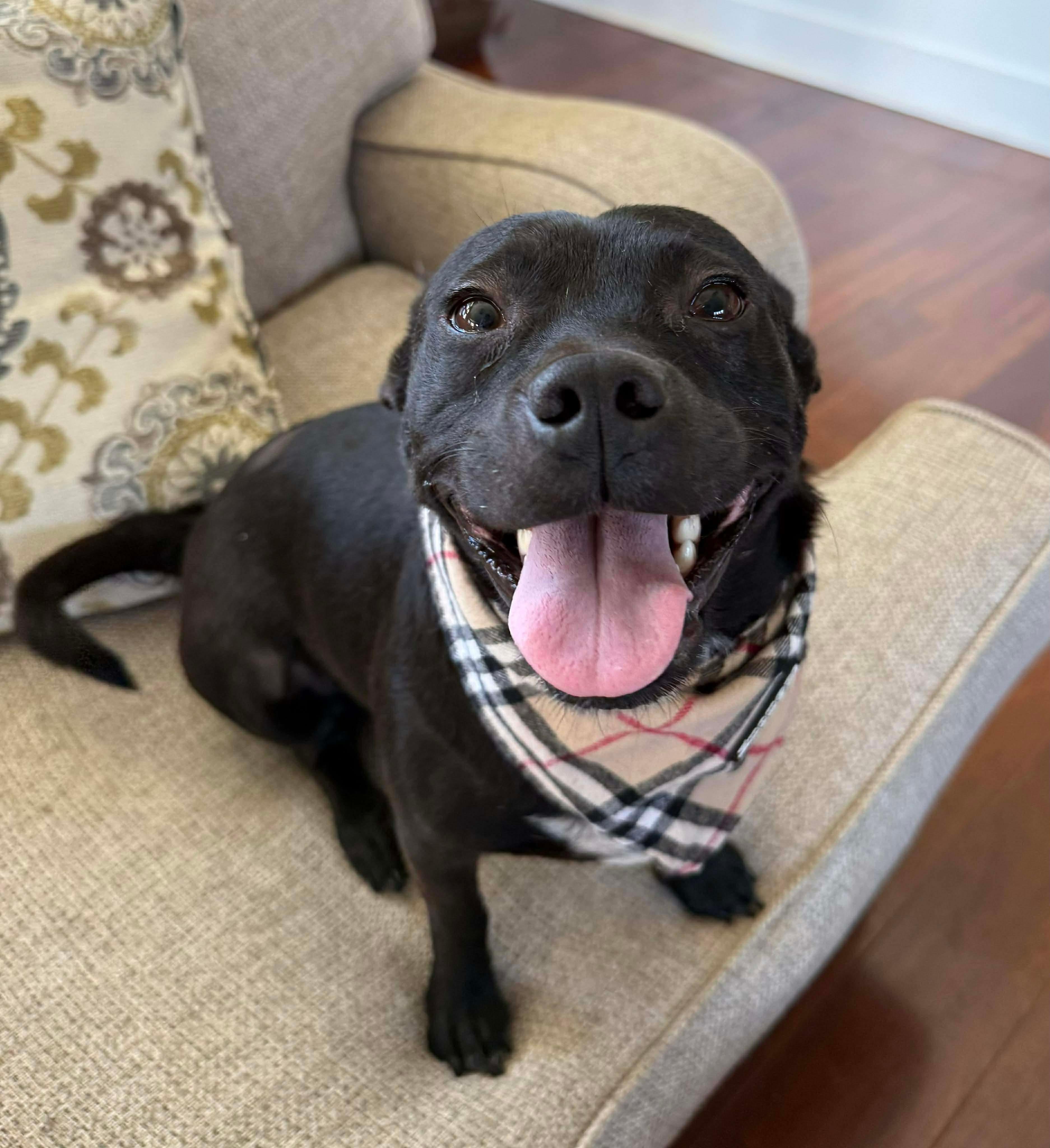 Enlarge Bash, an adopted mixed breed in Charlotte, NC image 5/6