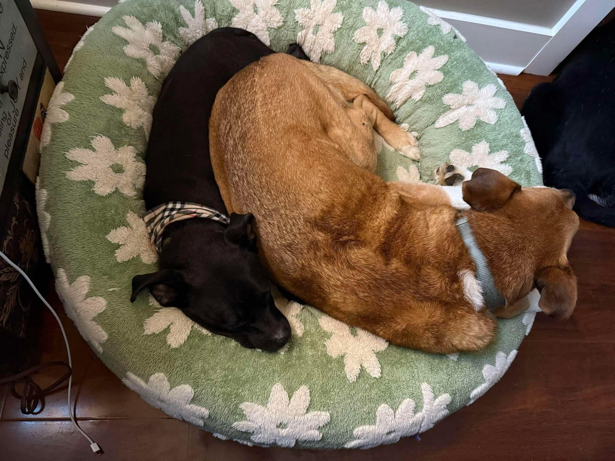 Enlarge Bash, an adopted mixed breed in Charlotte, NC image 4/6