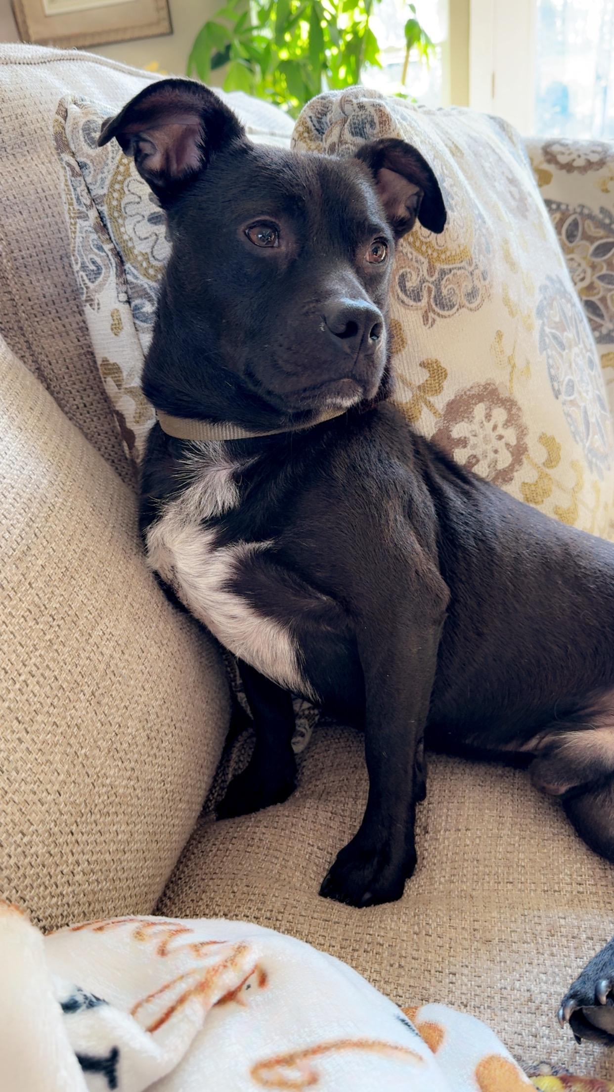 Enlarge Bash, an adopted mixed breed in Charlotte, NC image 2/6