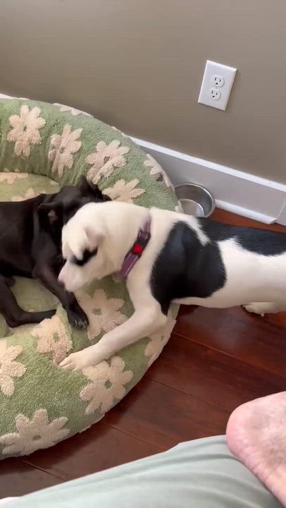 Enlarge Bash, an adopted mixed breed in Charlotte, NC video 6/6