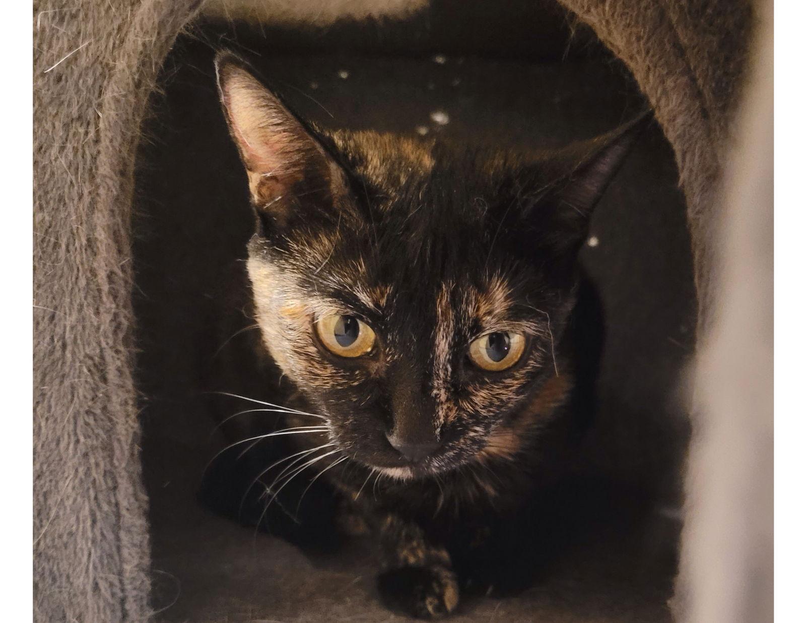 Calypso, Adoptable, Adult Female Domestic Short Hair.