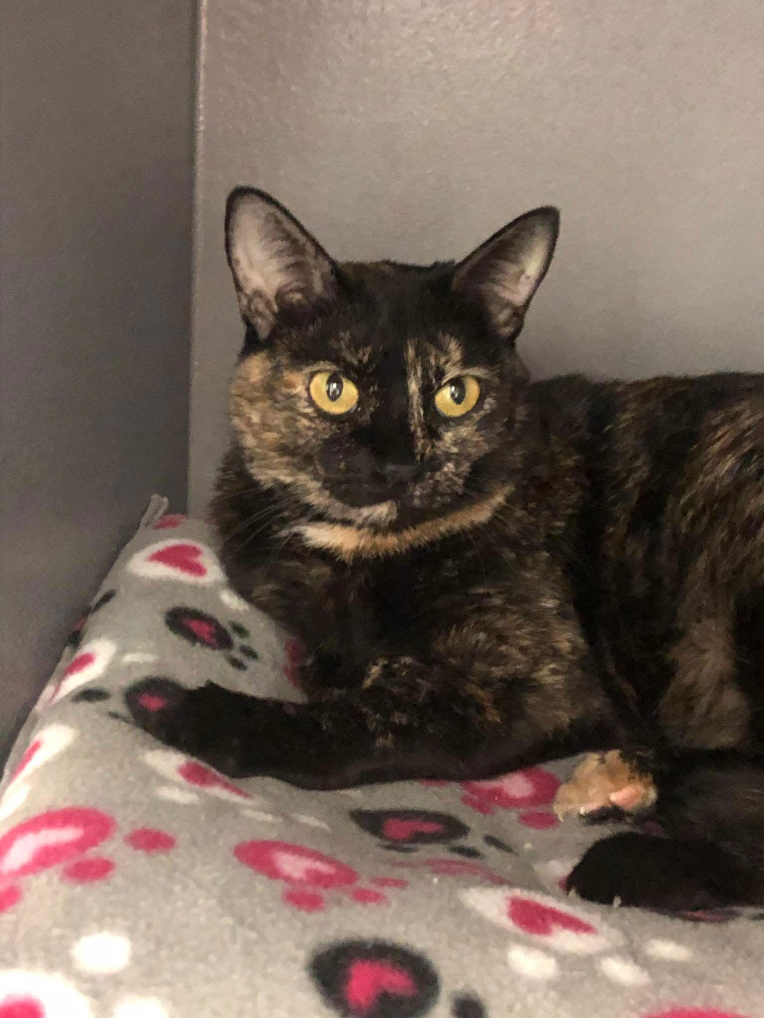 Calypso, a Adoptable Domestic Short Hair in Glendale, AZ image 2/3