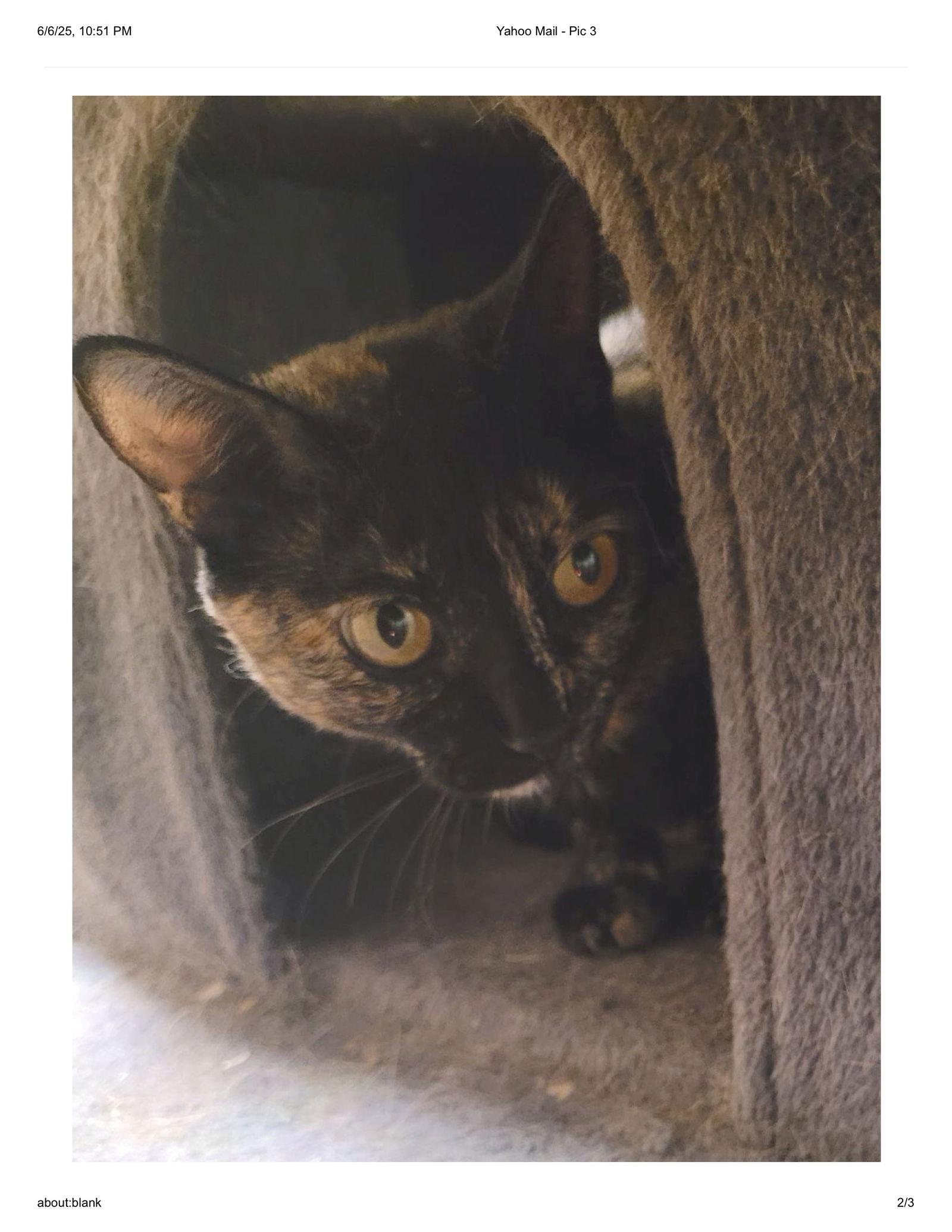 Calypso, a Adoptable Domestic Short Hair in Glendale, AZ image 3/3