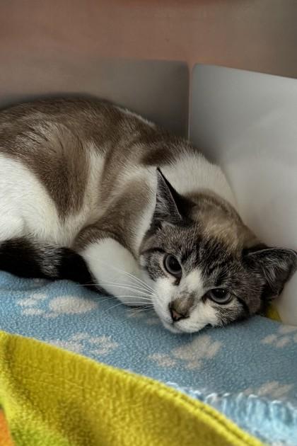 Enlarge Lumi, a Adoptable mixed breed in Walla Walla, WA image 1/1