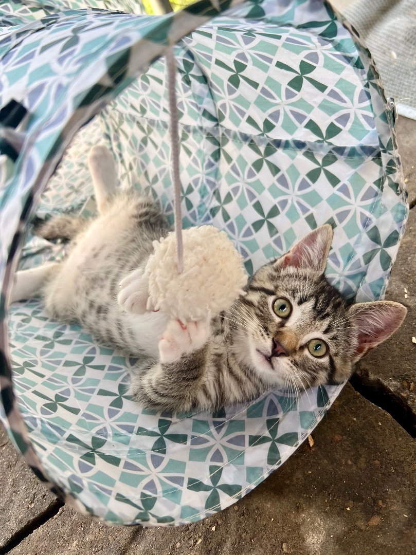 Butter, a Adopted Domestic Short Hair in Hammond, LA image 1/14