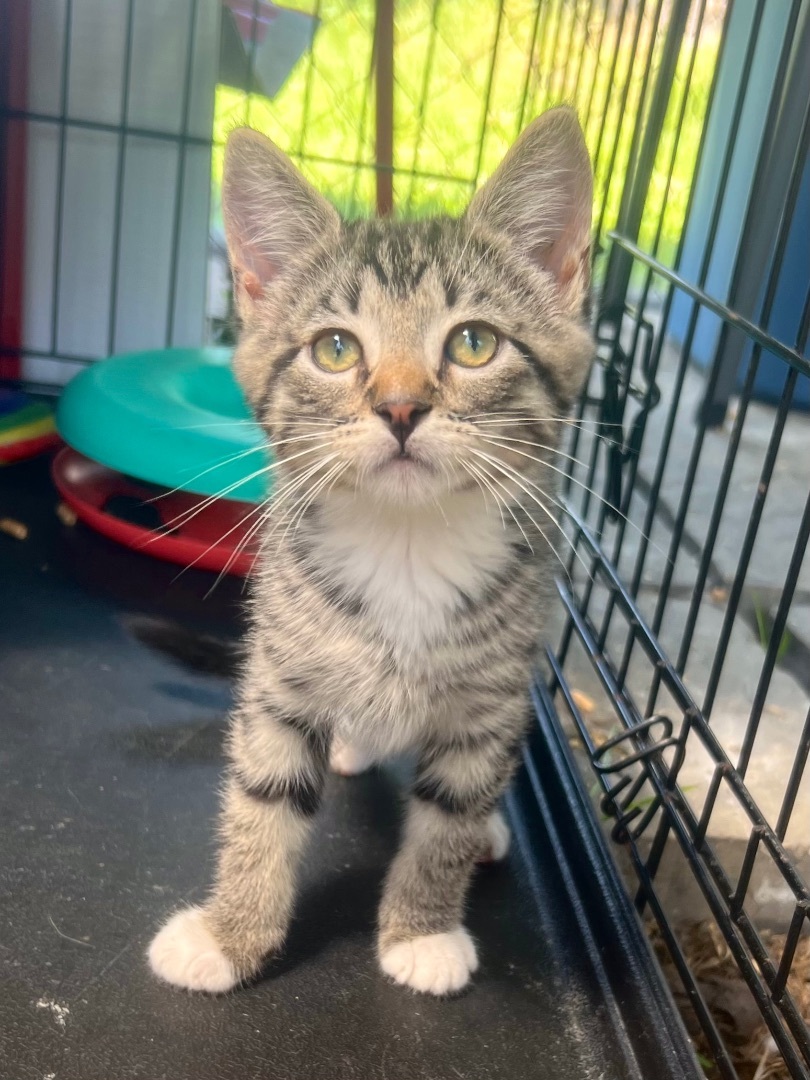 Butter, a Adopted Domestic Short Hair in Hammond, LA image 2/14