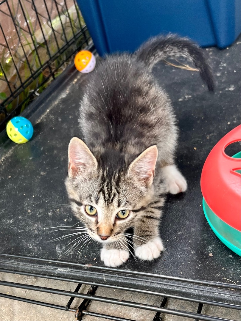 Butter, a Adopted Domestic Short Hair in Hammond, LA image 3/14