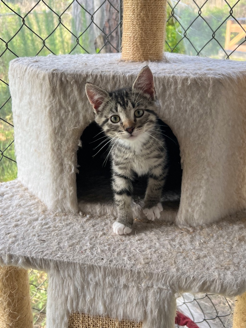 Butter, a Adopted Domestic Short Hair in Hammond, LA image 4/14