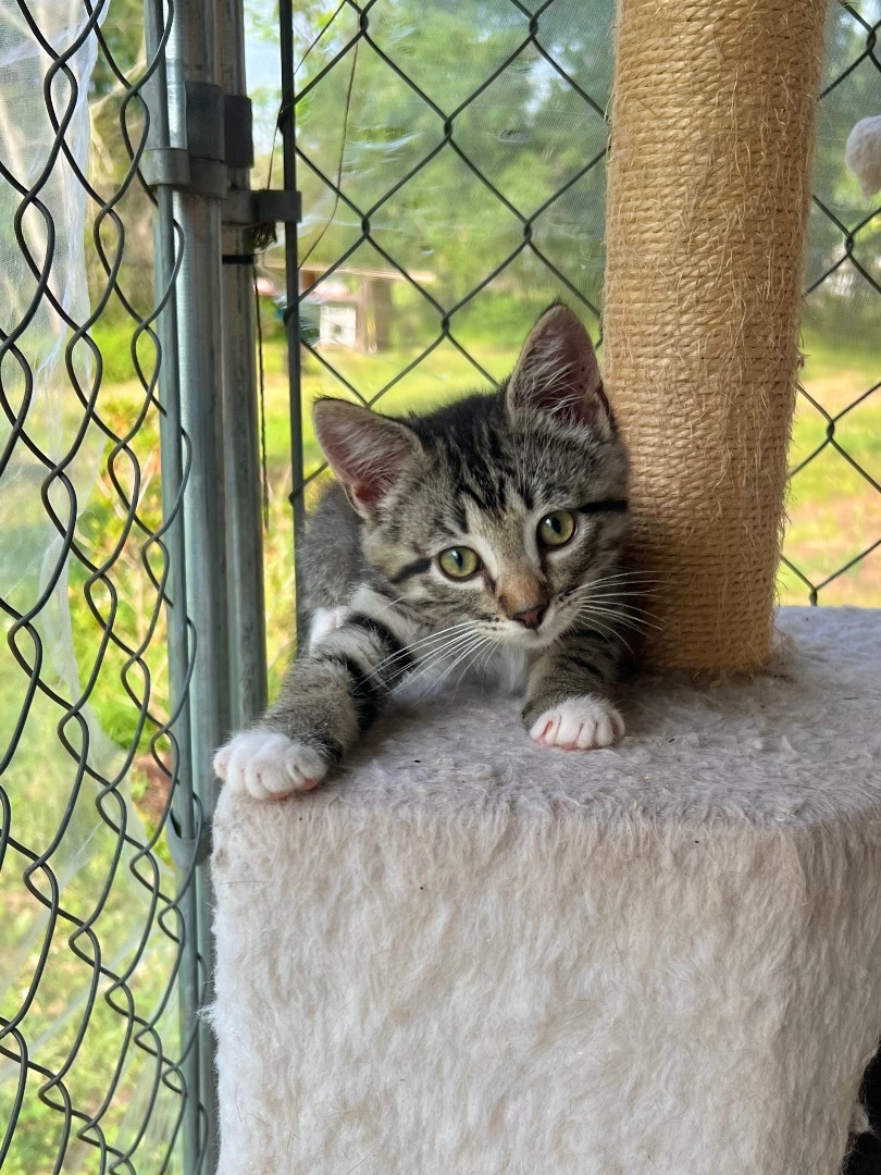 Butter, a Adopted Domestic Short Hair in Hammond, LA image 5/14