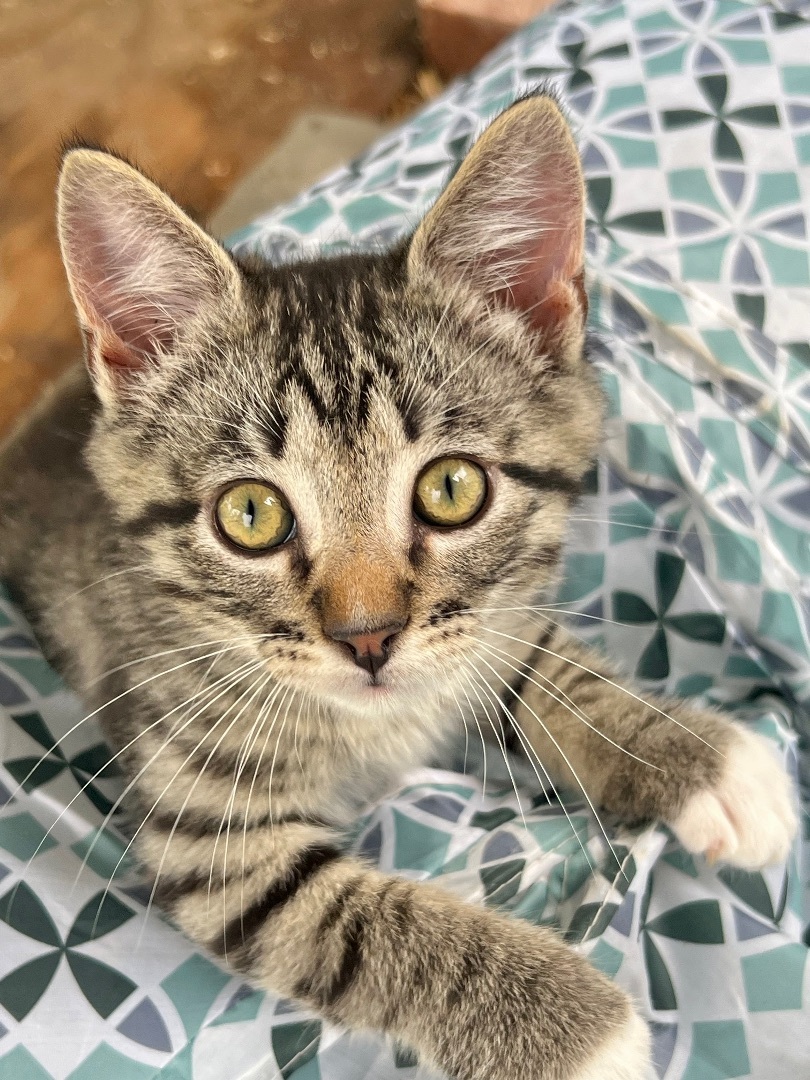 Butter, a Adopted Domestic Short Hair in Hammond, LA image 6/14