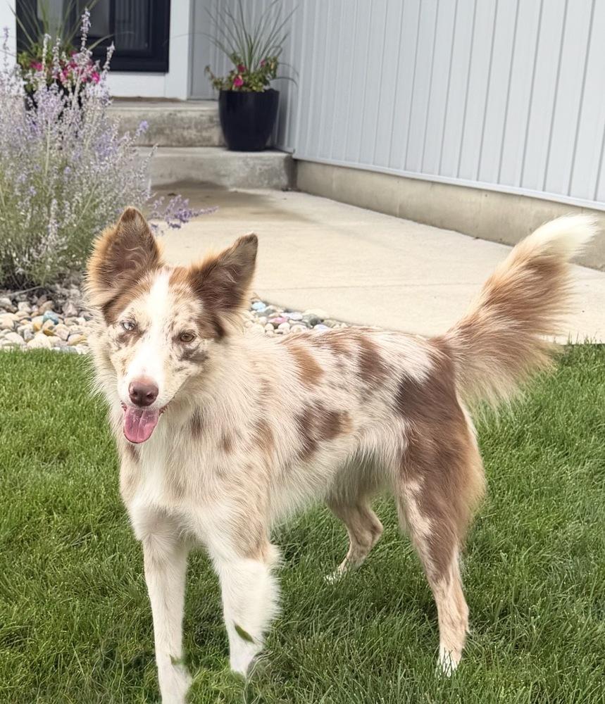 Enlarge 1222 Dakota, a Adoptable mixed breed in Ringwood, IL image 1/6