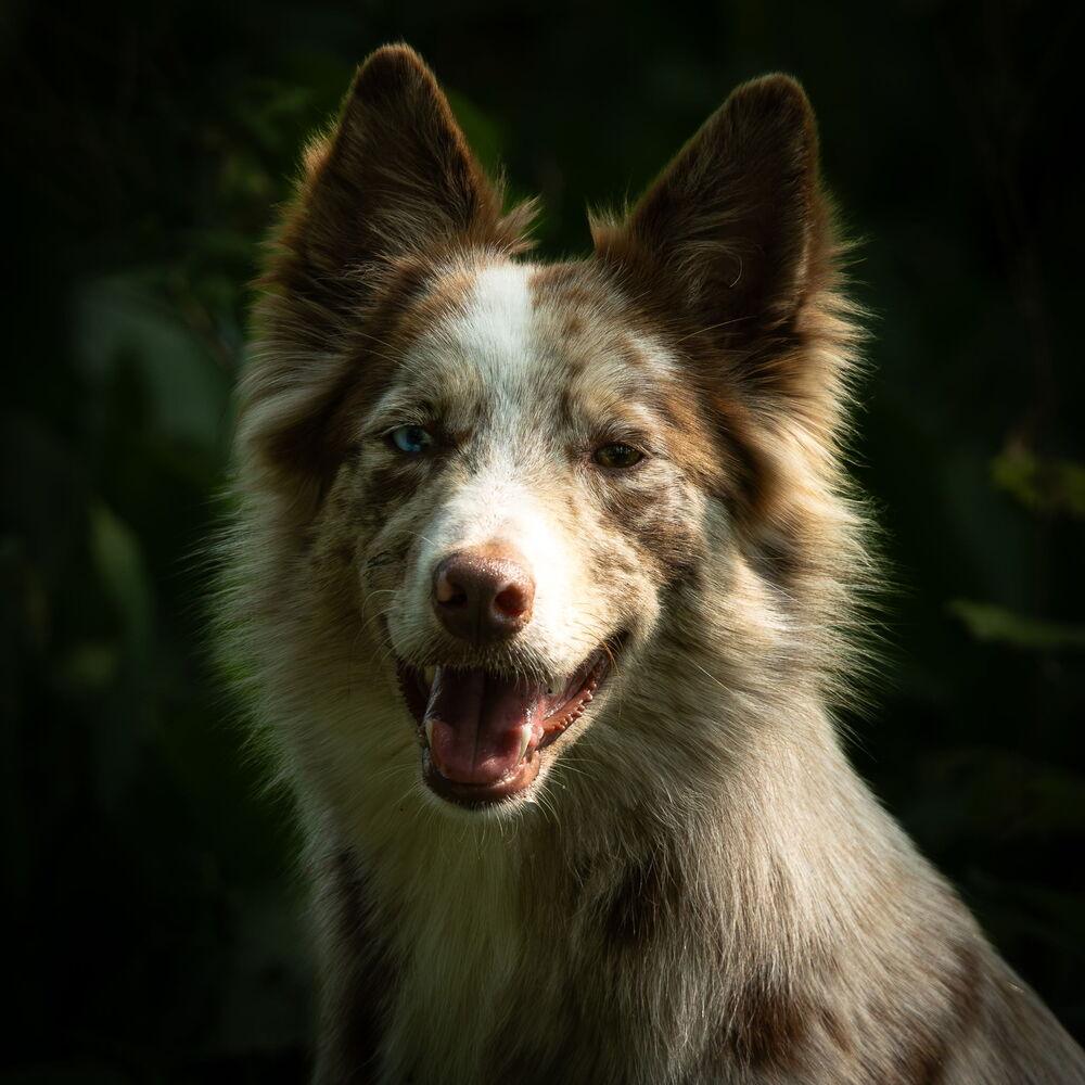 Enlarge 1222 Dakota, a Adoptable mixed breed in Ringwood, IL image 2/6