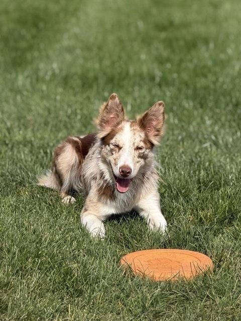 Enlarge 1222 Dakota, a Adoptable mixed breed in Ringwood, IL image 3/6