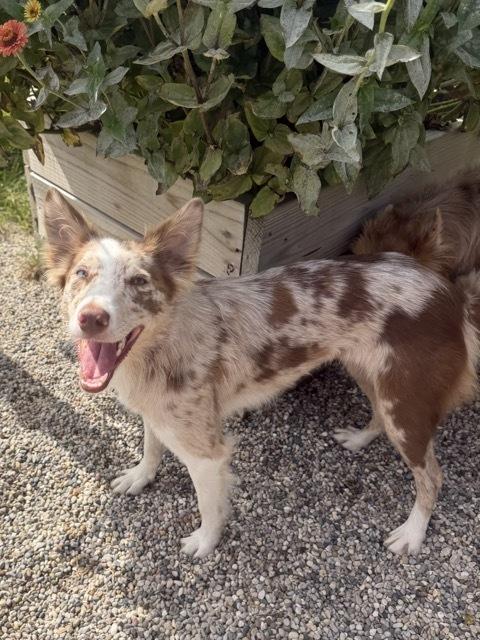 Enlarge 1222 Dakota, a Adoptable mixed breed in Ringwood, IL image 4/6