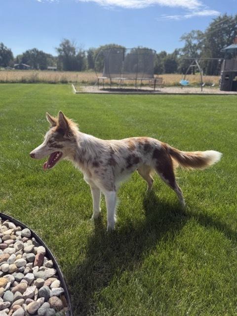 Enlarge 1222 Dakota, a Adoptable mixed breed in Ringwood, IL image 5/6