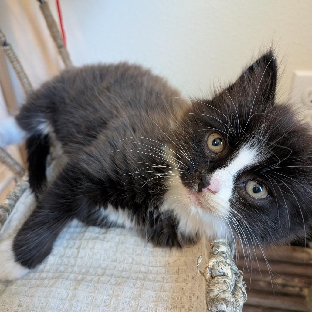 Smokey, Adoptable, Kitten Male Domestic Medium Hair.