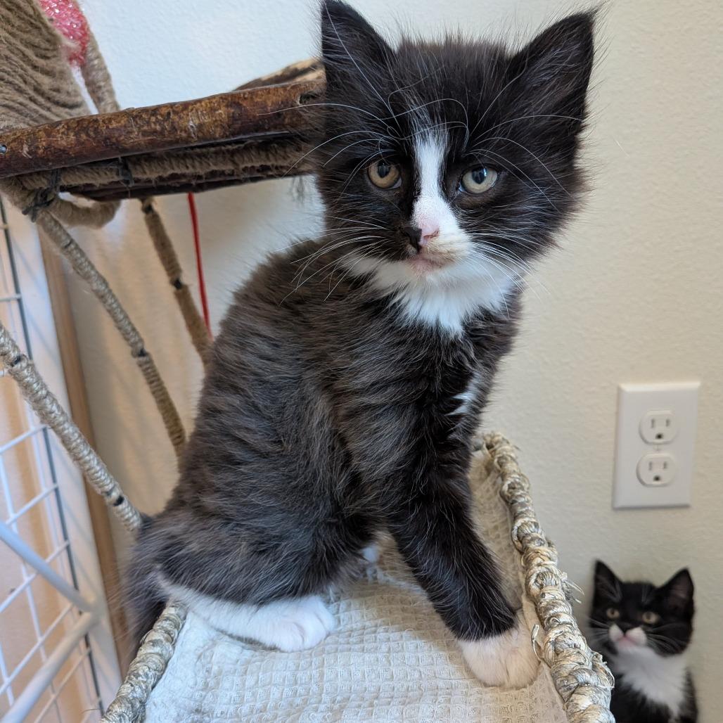 Smokey, a Adoptable Domestic Medium Hair in Cathlamet, WA image 3/6