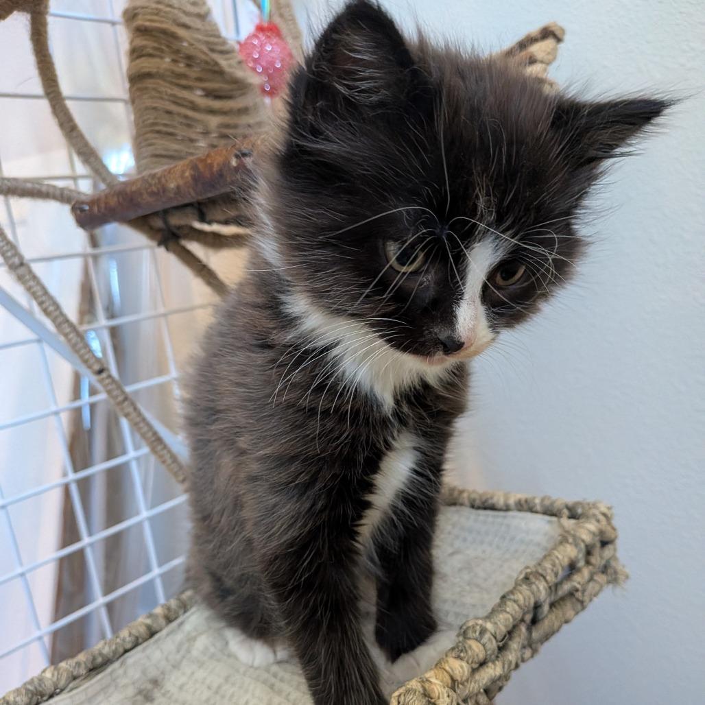 Smokey, a Adoptable Domestic Medium Hair in Cathlamet, WA image 5/6