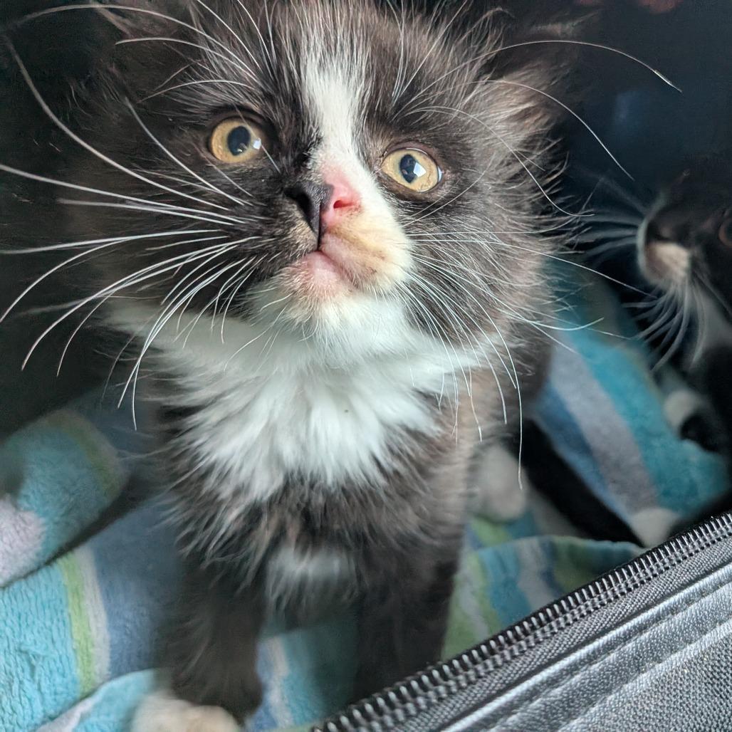 Smokey, a Adoptable Domestic Medium Hair in Cathlamet, WA image 6/6