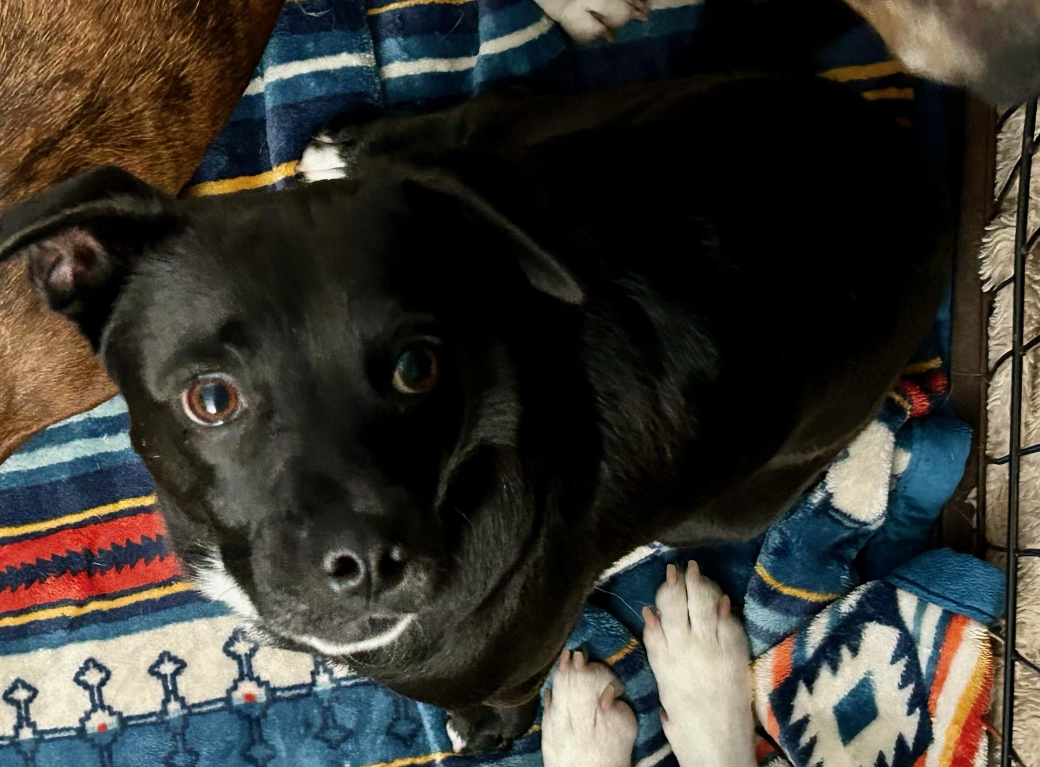 Bodie, Adopted, Young Male Mixed Breed.