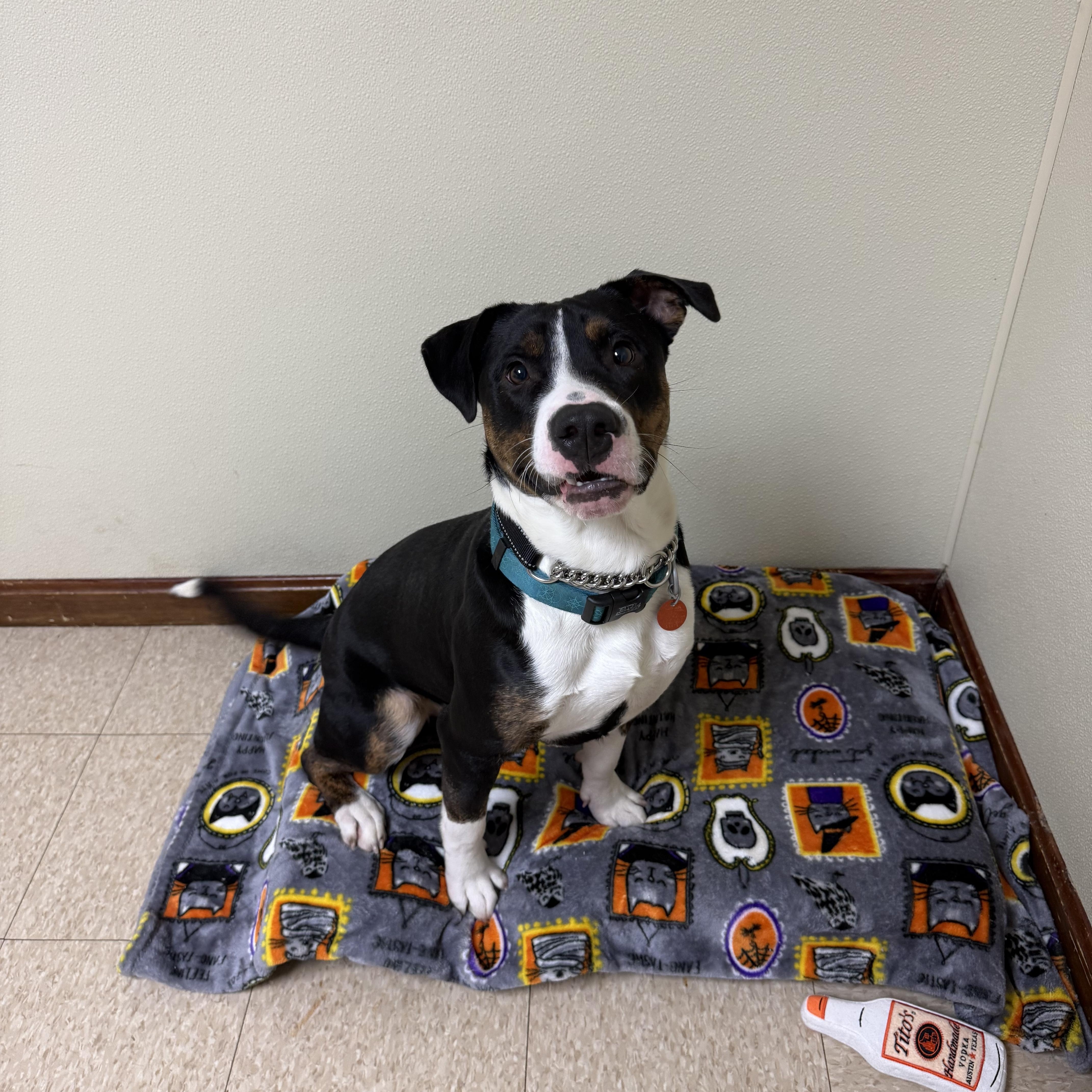 Enlarge Bocephus, a Adoptable mixed breed in Douglas, MA image 4/6