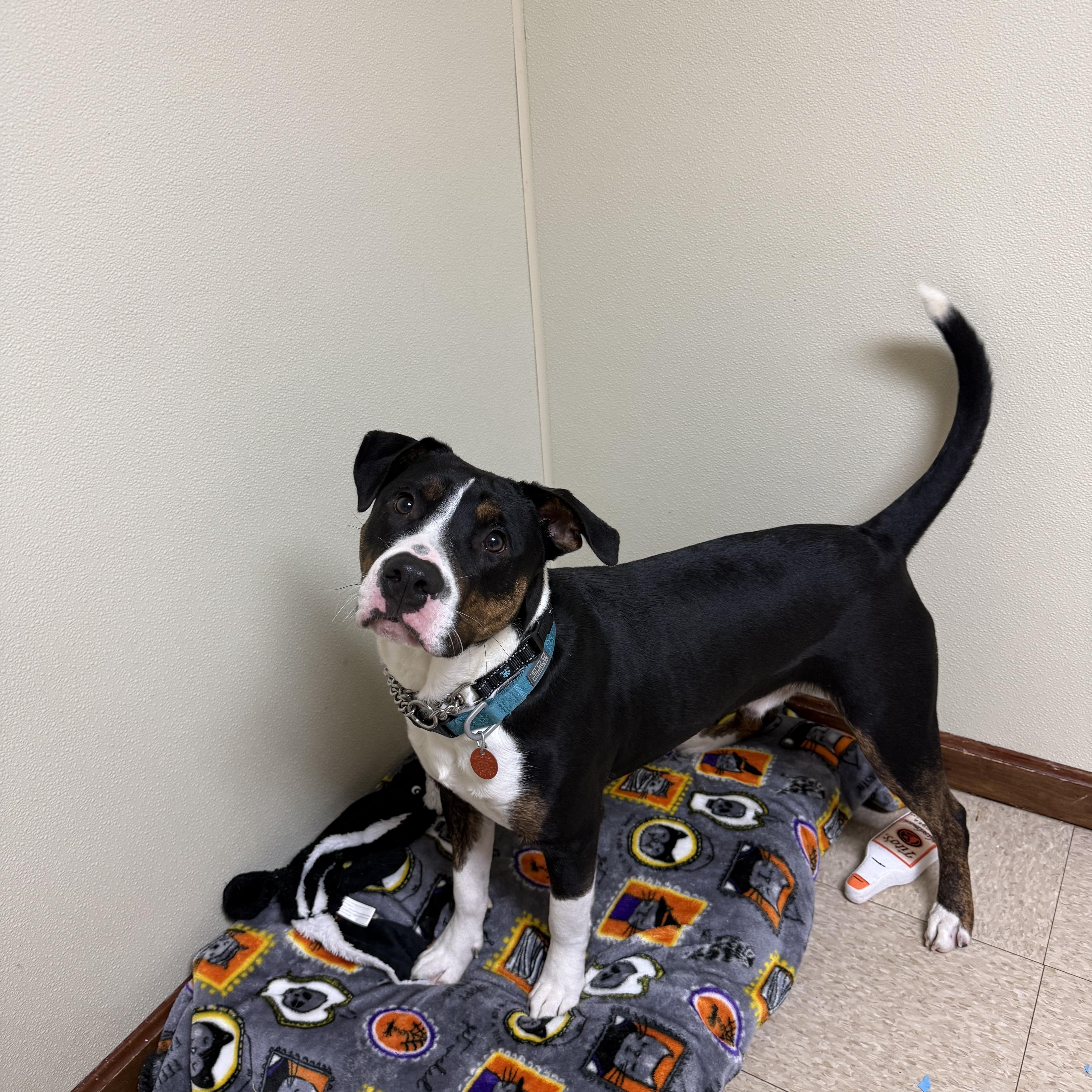 Enlarge Bocephus, a Adoptable mixed breed in Douglas, MA image 3/6