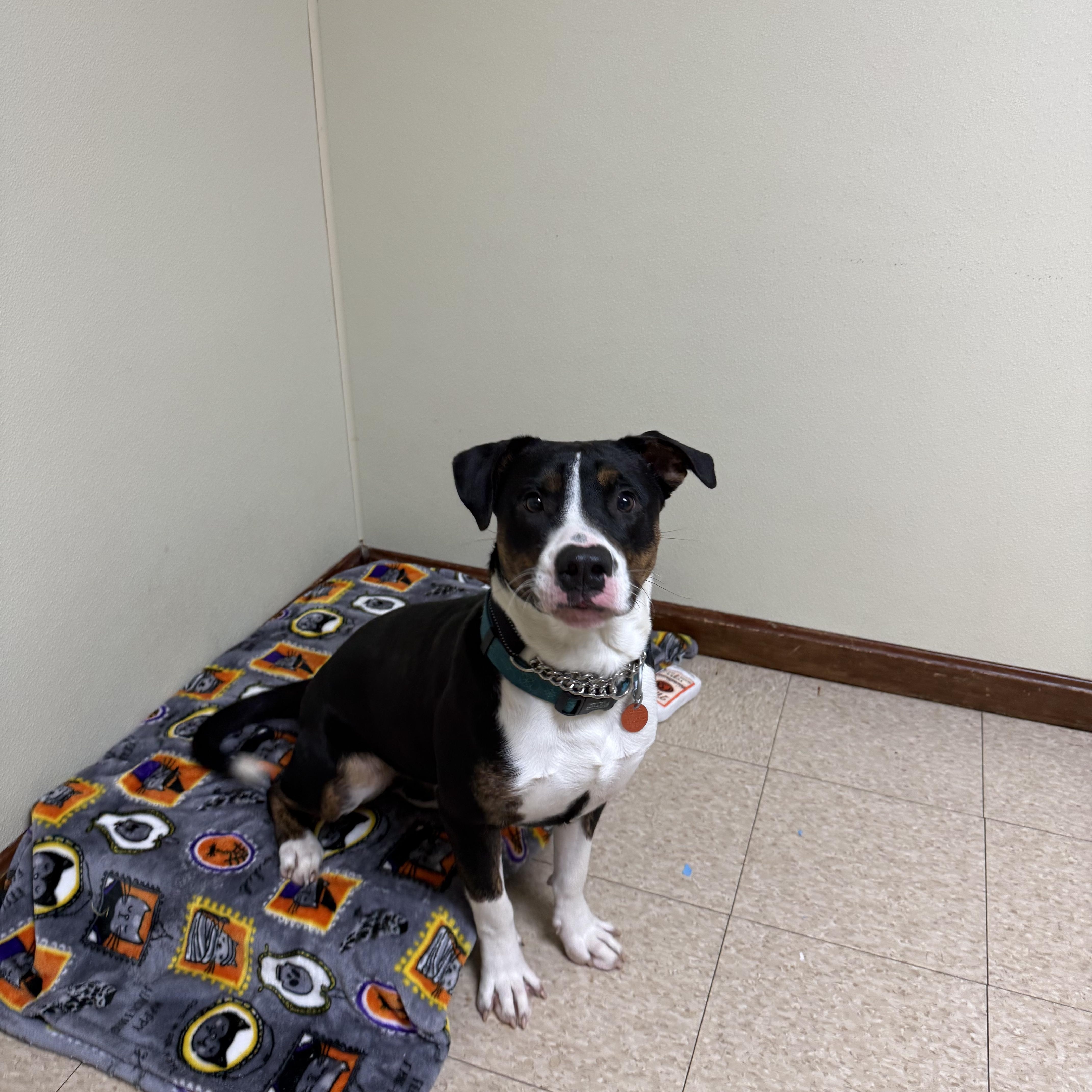Enlarge Bocephus, a Adoptable mixed breed in Douglas, MA image 6/6