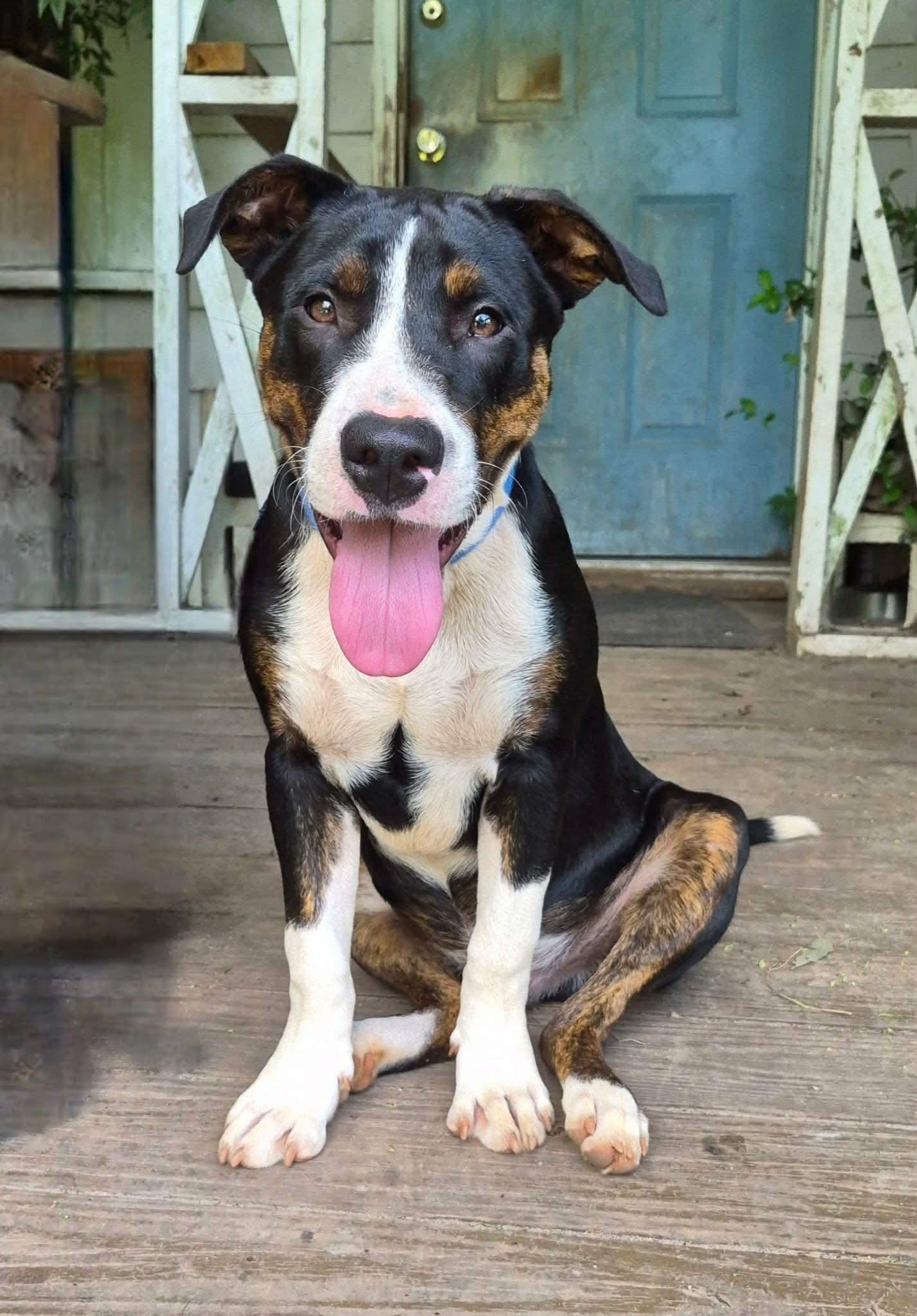 Bocephus, Adoptable, Puppy Male Mixed Breed.