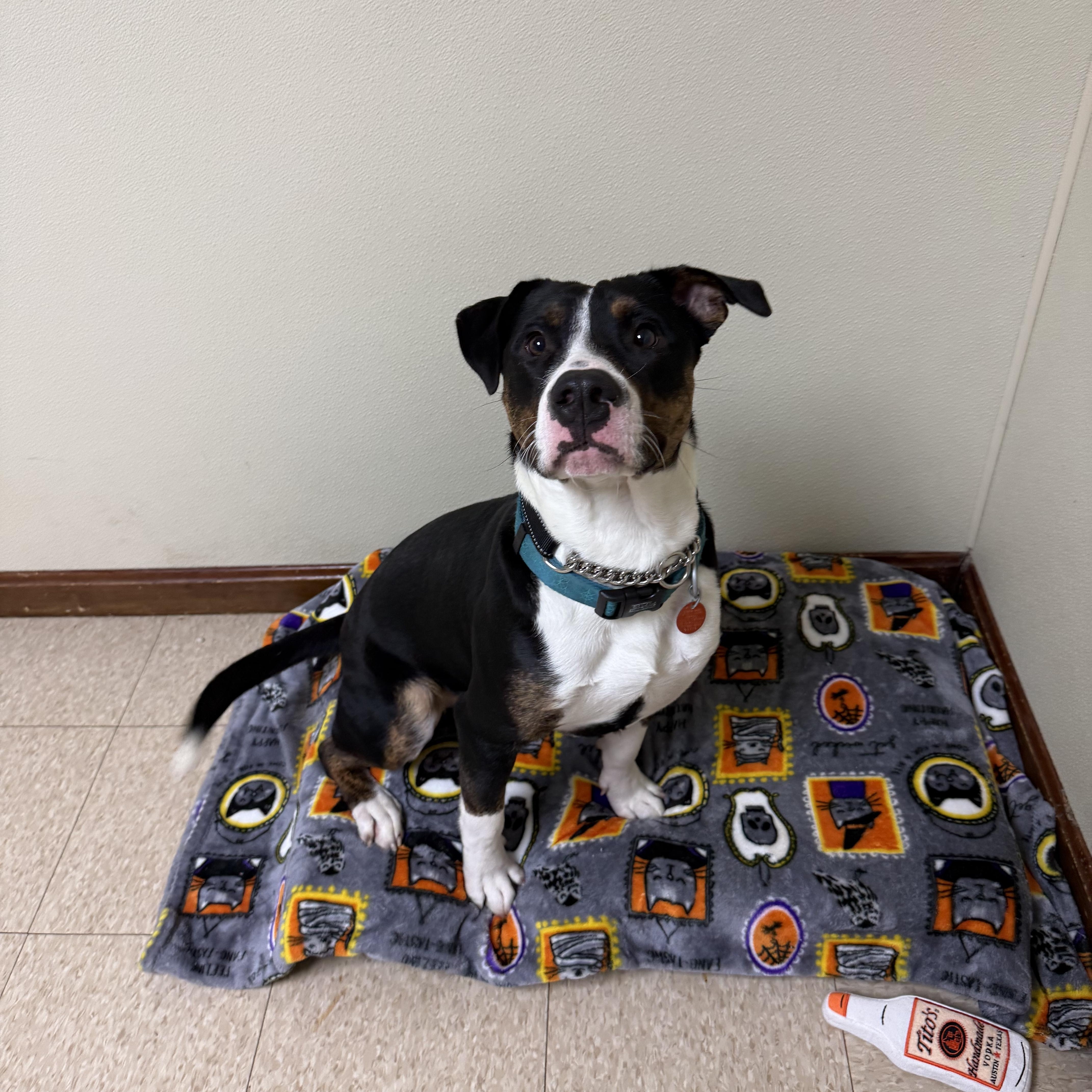 Enlarge Bocephus, a Adoptable mixed breed in Douglas, MA image 5/6