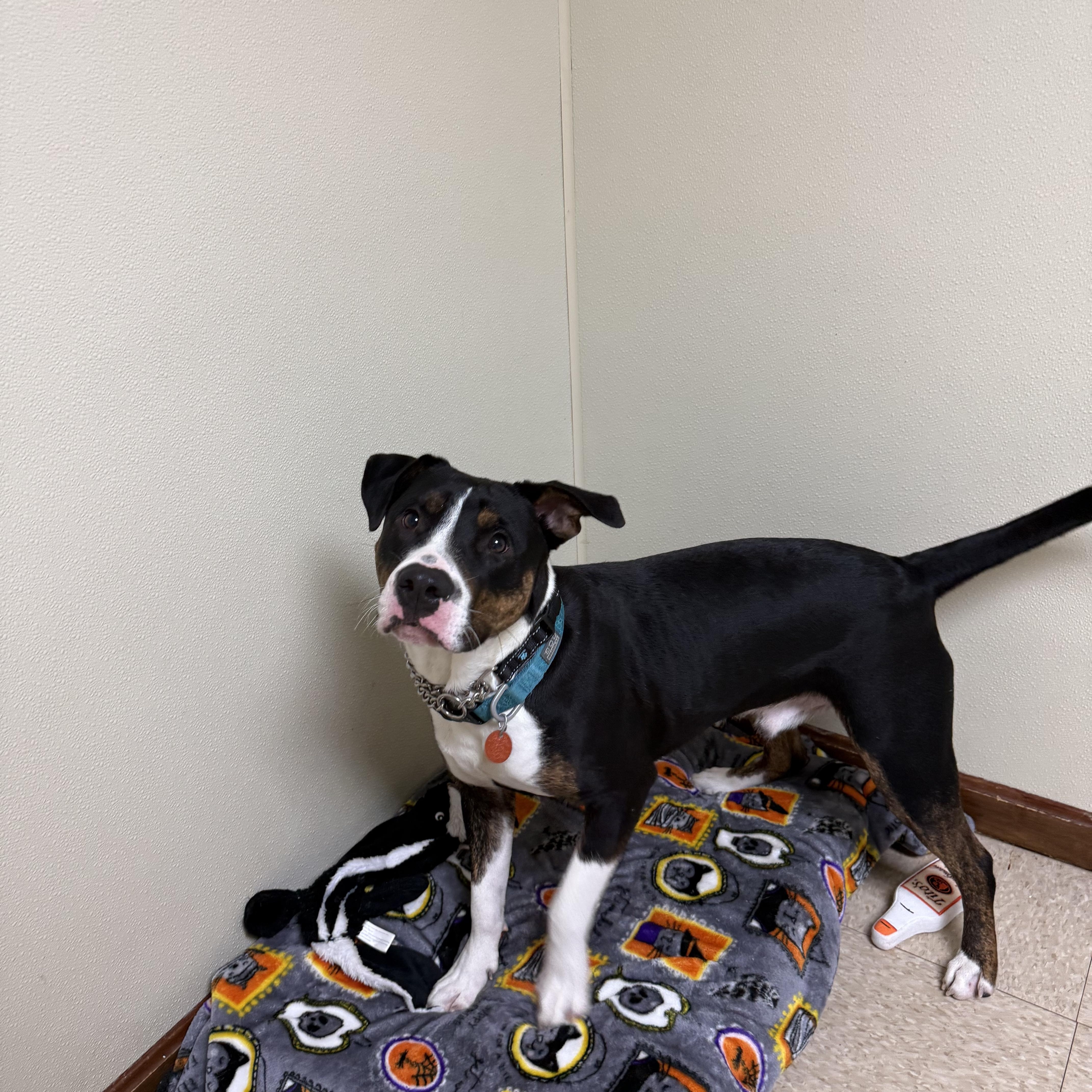 Enlarge Bocephus, a Adoptable mixed breed in Douglas, MA image 2/6
