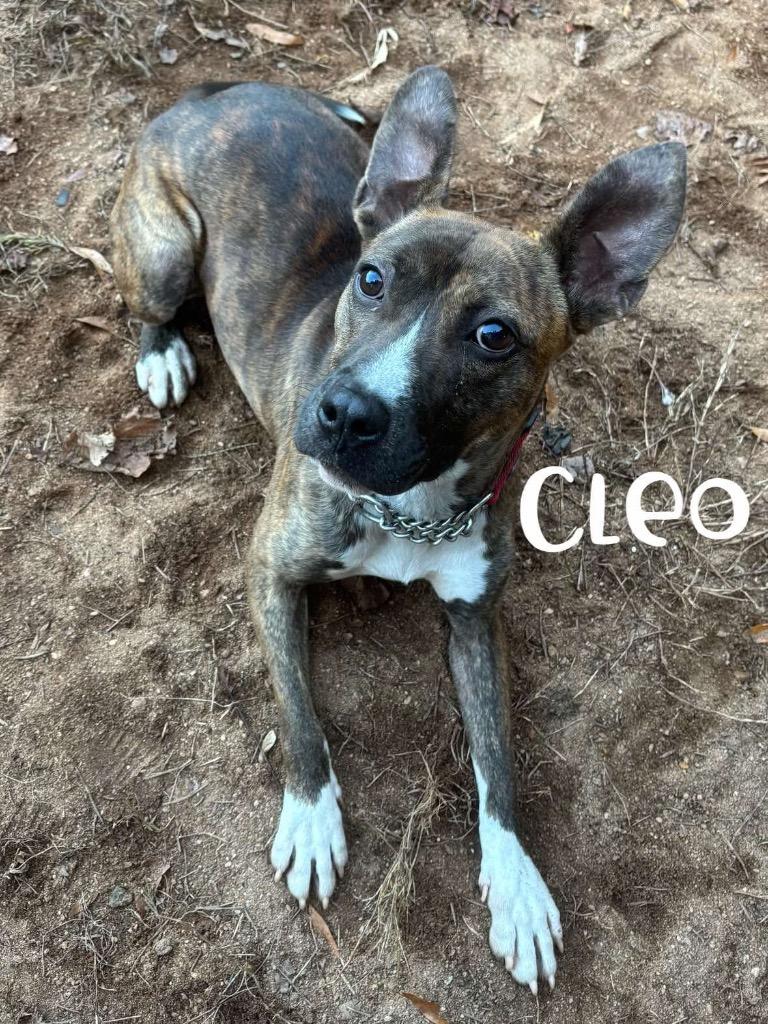 Cleo, Adoptable, Young Female Pit Bull Terrier.
