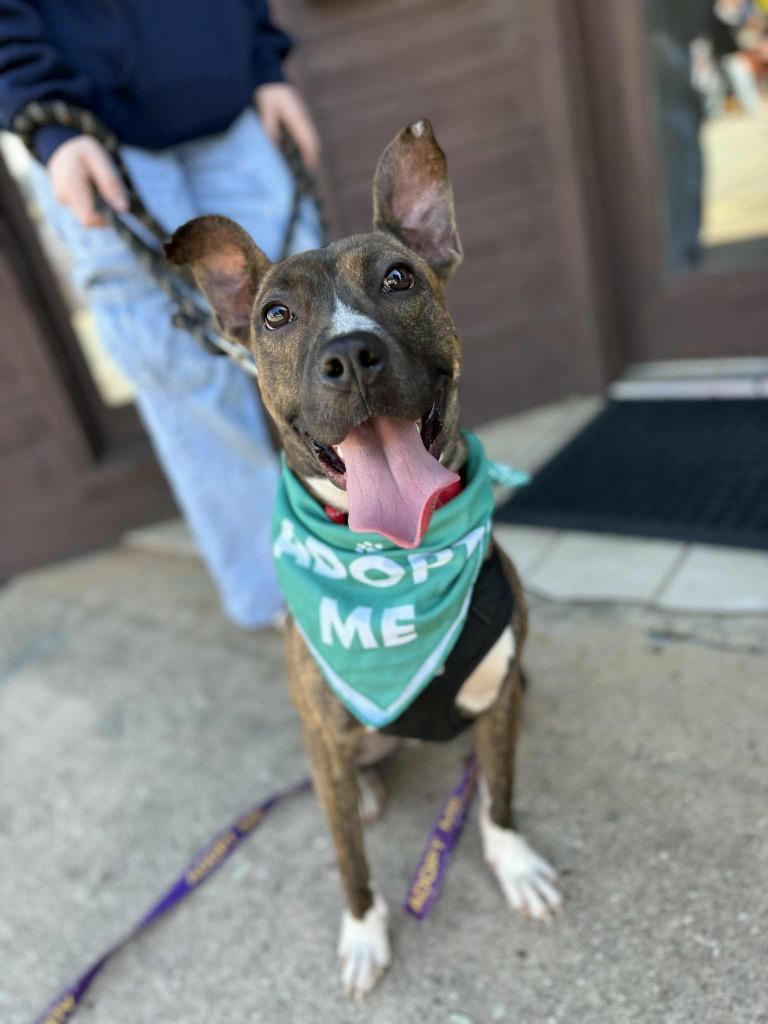 Enlarge Cleo, a Adoptable Pit Bull Terrier in Rutherfordton, NC image 2/5