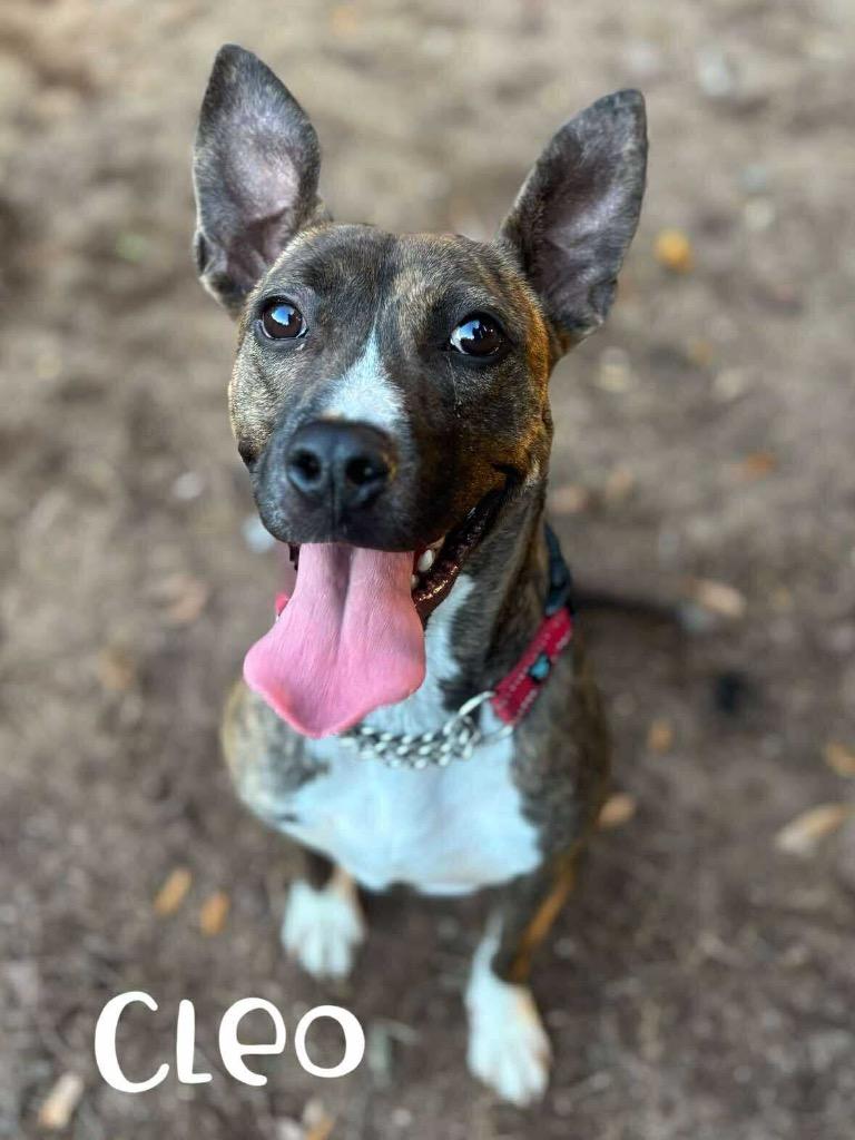 Enlarge Cleo, a Adoptable Pit Bull Terrier in Rutherfordton, NC image 3/5