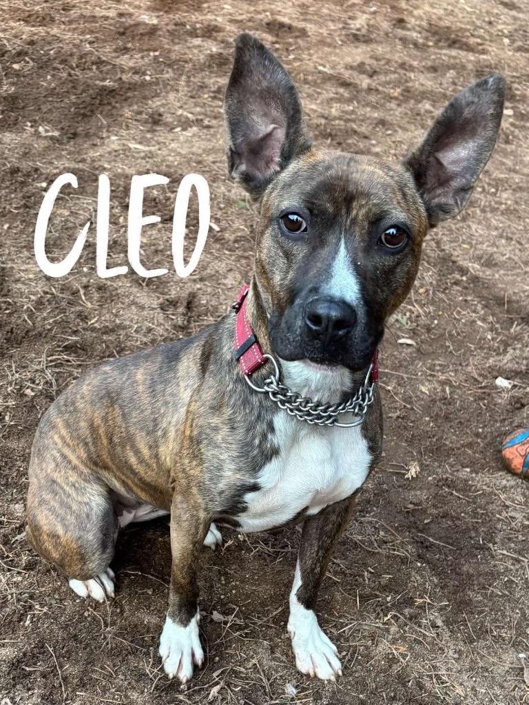 Enlarge Cleo, a Adoptable Pit Bull Terrier in Rutherfordton, NC image 4/5