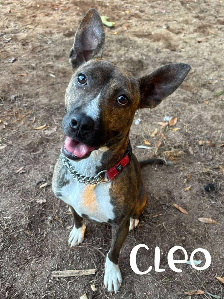Enlarge Cleo, a Adoptable Pit Bull Terrier in Rutherfordton, NC image 5/5