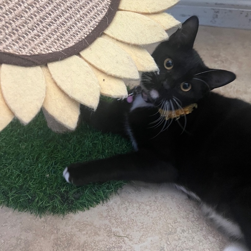 Meet Raspberry One of the sweetest girls youll ever meet Shoulder cat in the making loves to sit