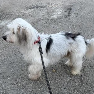 Sammie , a ADOPTABLE mixed breed in Midlothian, VA image 3/6