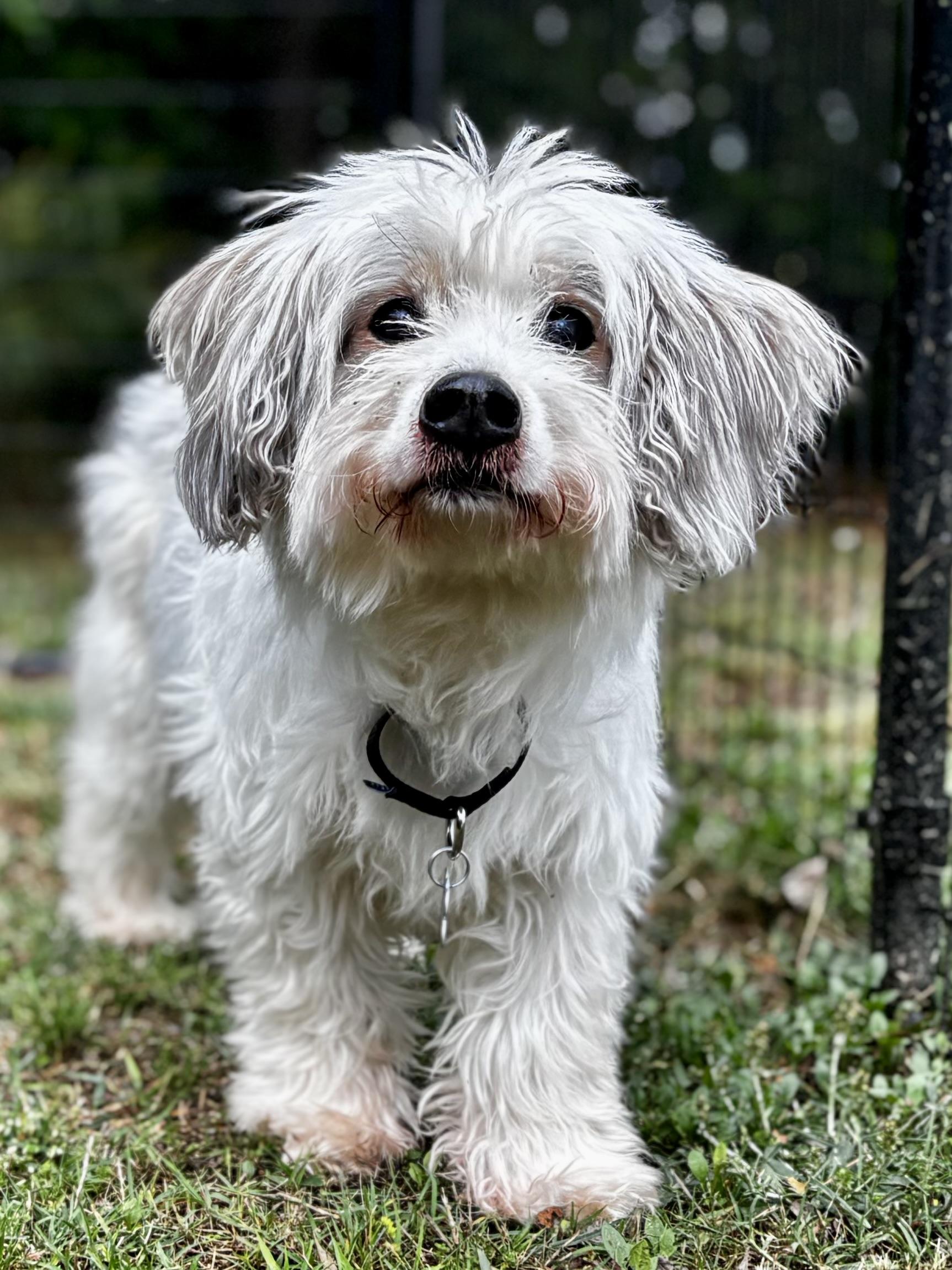 Sammie , a ADOPTABLE mixed breed in Midlothian, VA image 2/6