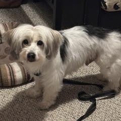 Sammie , an adopted mixed breed in Midlothian, VA image 4/6