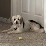 Sammie , an adopted mixed breed in Midlothian, VA image 3/6