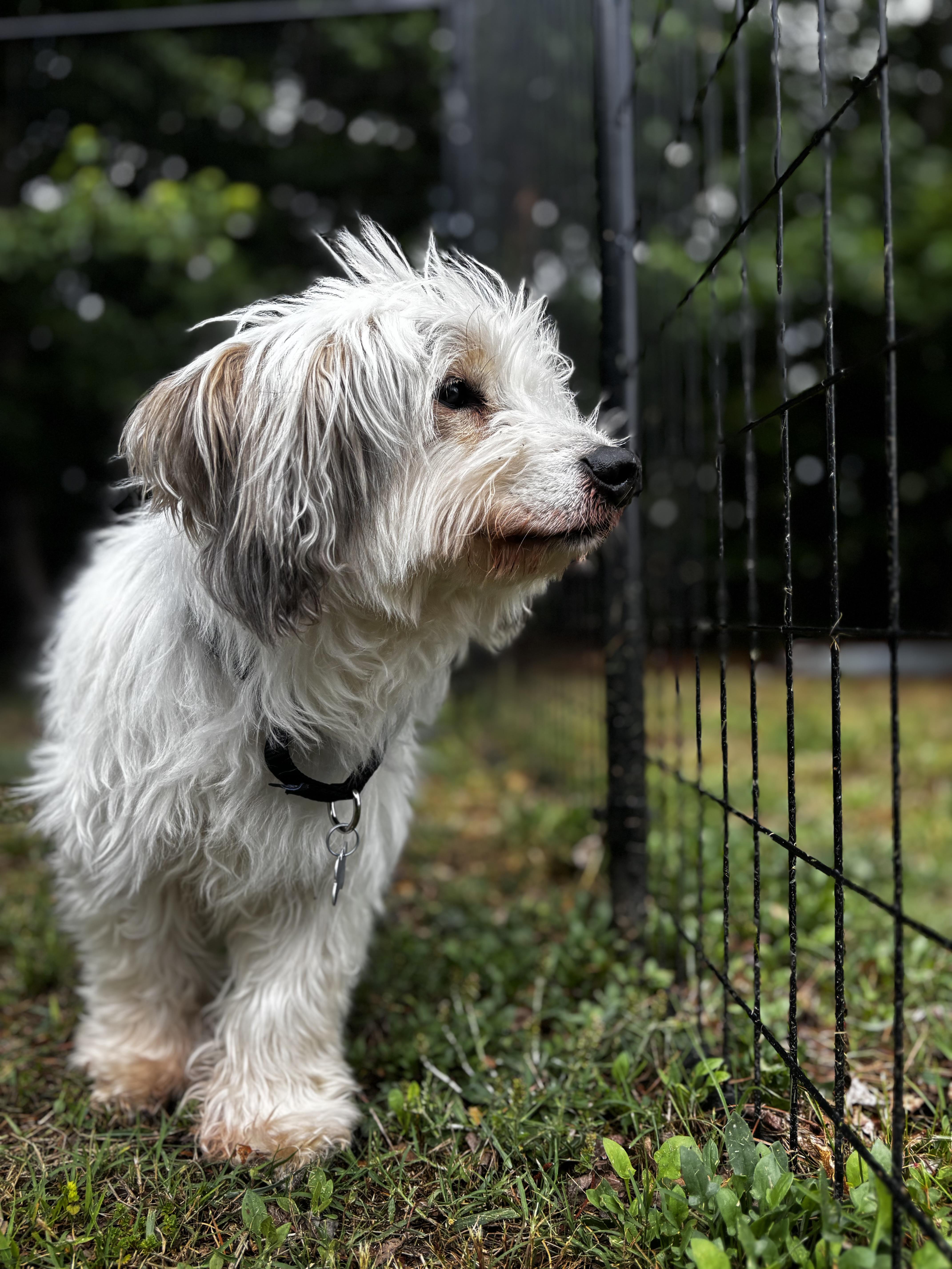 Sammie , a ADOPTABLE mixed breed in Midlothian, VA image 6/6