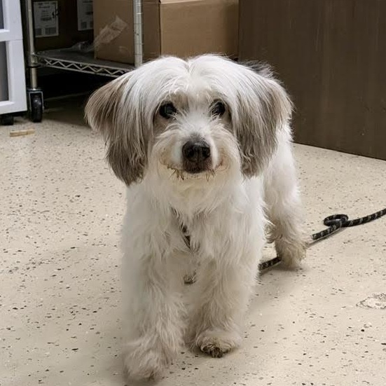 Sammie , a ADOPTABLE mixed breed in Midlothian, VA image 1/6
